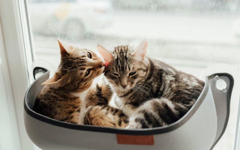 We love our furry friends a couple of cats sit near a window