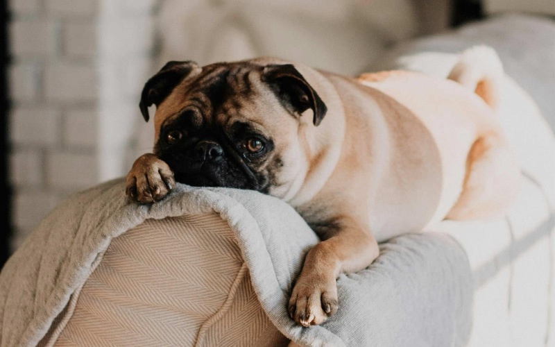 We're a pet-friendly community a dog lying on a couch