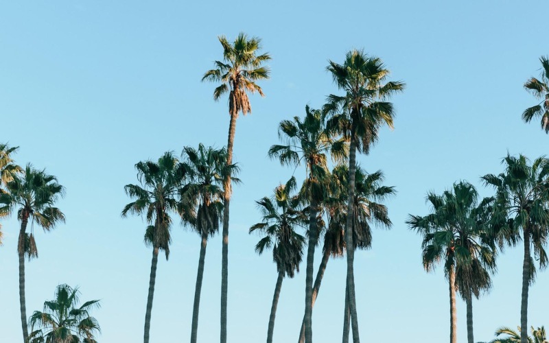 A beautiful community at the heart of all your passions palm trees against a blue sky